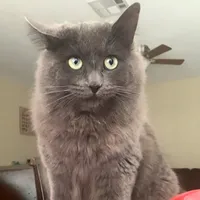 original sound - speededaudioos