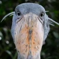 peter_pumpkin_shoebill