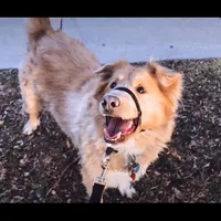 original sound - rounded.rodeo