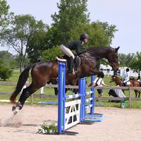 harbinequestrian1