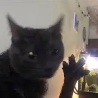 do i wanna know cover by hozier