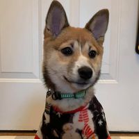 mollyshiba