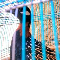 asif_mirani_123