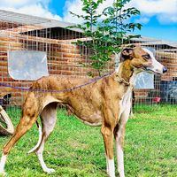 galgos_san_ignacio_cgj