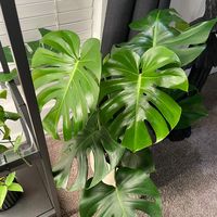 botanicalleaf