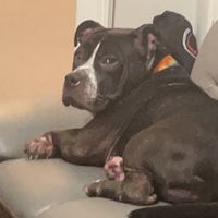 helpmesavemydogakeales