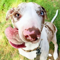 original sound - arrowtotherescue