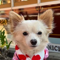 original sound - harley.the.chihuahuaa