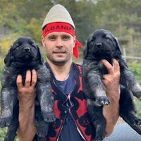 dritani_deltari_ilir