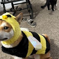 best drivers license mashup ever most likely