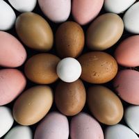 thehazelnuthomestead