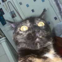 athenathetrashcat