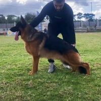 spartacusrottweiler