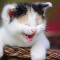 ulanipet