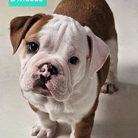 hrcules.bulldog.in