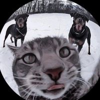 penny lane by the beatles