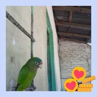 sonido original