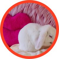 binkyharvey