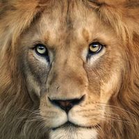 elreyleon079