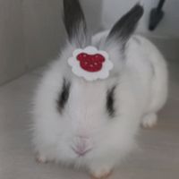 chanellpompomoficial