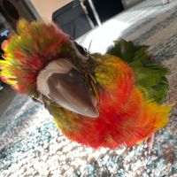juniperthebird