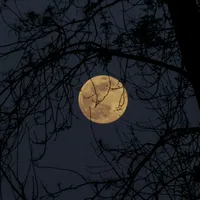 original sound - letritas.0music