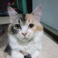 suara asli - singo22