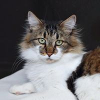 cat.kujinda