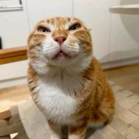 cookie623_