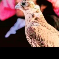 original sound - user7619581188072