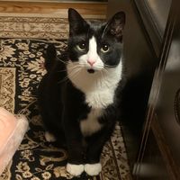 tuxedo.paws