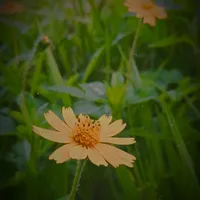 original sound - ingrid_santzx