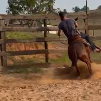 alexandrepecuaria.20