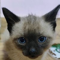 simba_lulu2