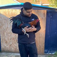 partidocastaycorte209