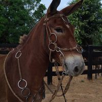 comitivaestrelaoficial