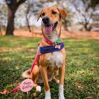 nuuyimthesimpledog