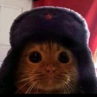 miaumiauuy