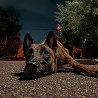 original sound - _dog__loveee_