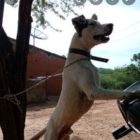 raifeitosa79