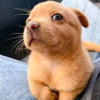 original sound - walt_0