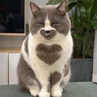 mr..catttt