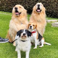 loschaperritos_