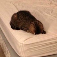 catcuteob
