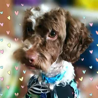 original sound - milocuradeamar