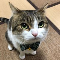 senhormeowwr