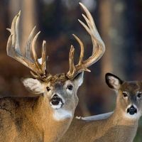 applecreekwhitetails