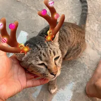 original sound - pangpang.31