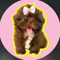 original sound - lilika.pet
