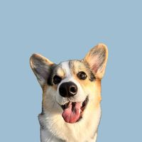 barney_thecorgi